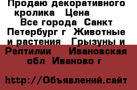 Продаю декоративного кролика › Цена ­ 500 - Все города, Санкт-Петербург г. Животные и растения » Грызуны и Рептилии   . Ивановская обл.,Иваново г.